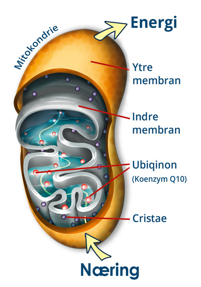 Koenzym Q10 i mitokondriene