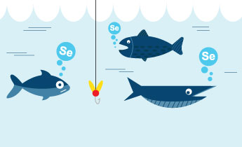 Fisk er en viktig kilde til selen. Hvor mye fisk spiser du?