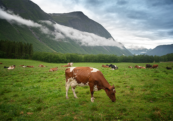 Lite selen i korn fra norske jordsmonn