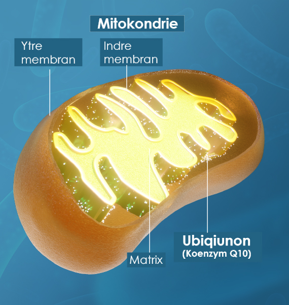 Mitokondire - Cellens kraftverk
