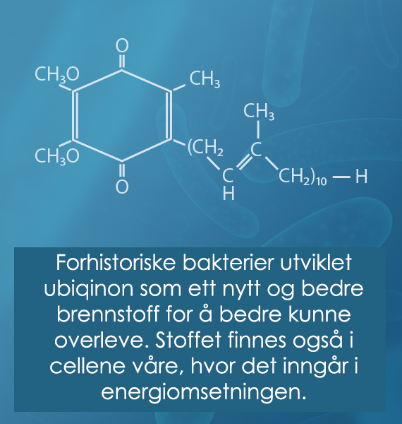 På grunn av økning i oksygenkonsentrasjonen i atmosfæren utviklet forhistoriske bakterier ubiqinon (Koenzym Q10) som et nytt og bedre brennstoff for å bedre kunne overleve