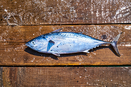 En fisk En fisk