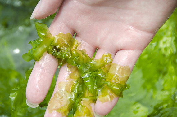 Bilde av alger - vitamin D fra alger